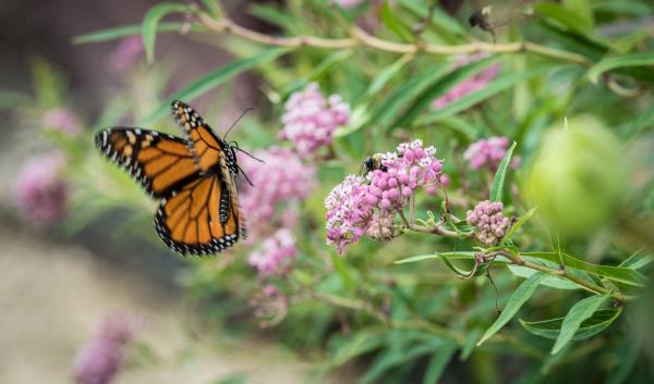 Pollinators | USDA Climate Hubs