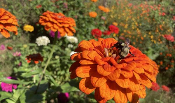 Pollinators | USDA Climate Hubs