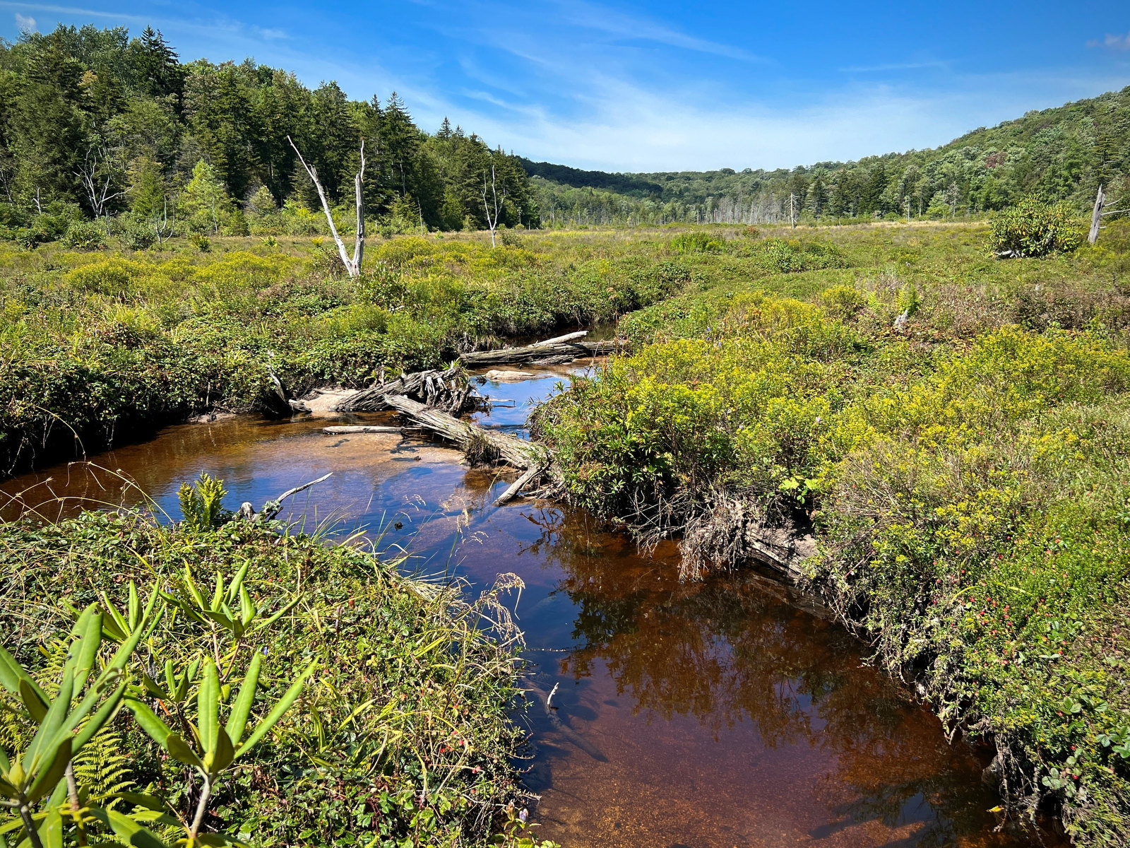 plants near water