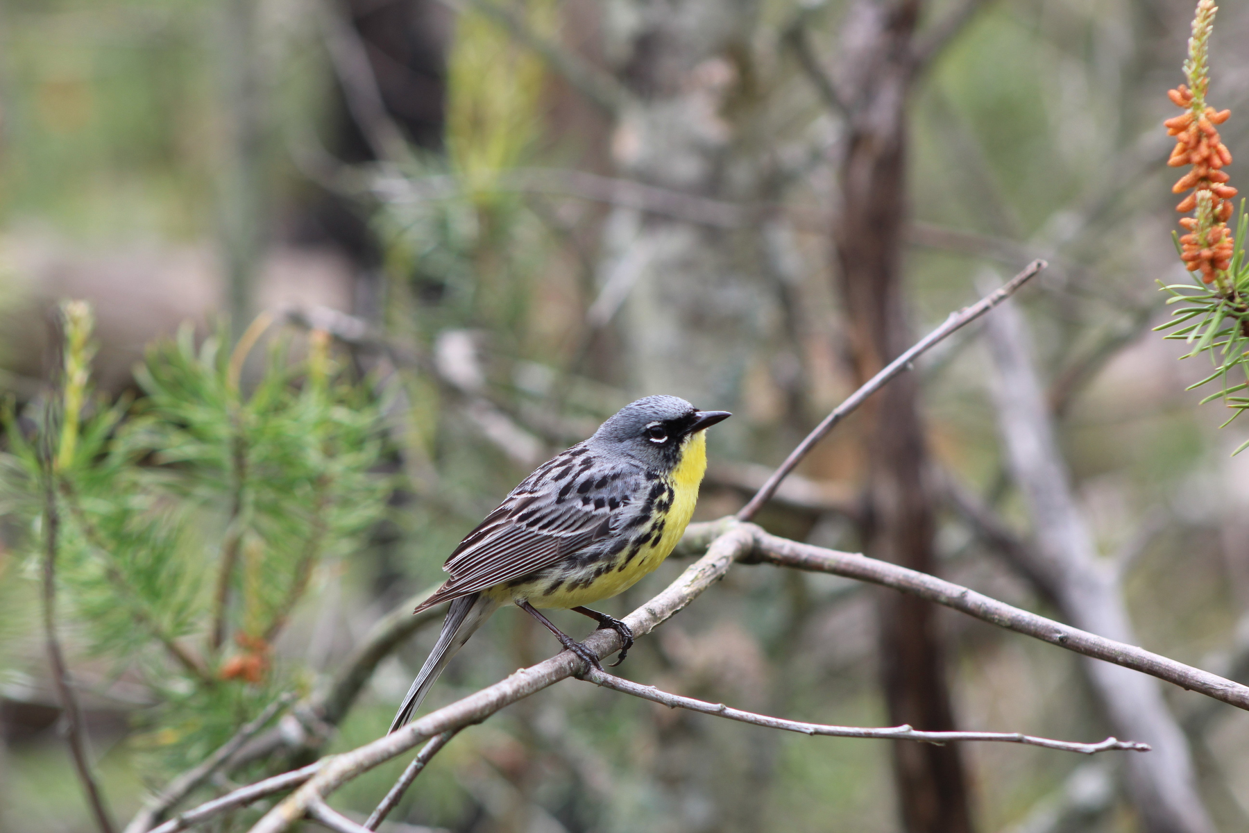 Kirtland's Warbler perched on a branch.