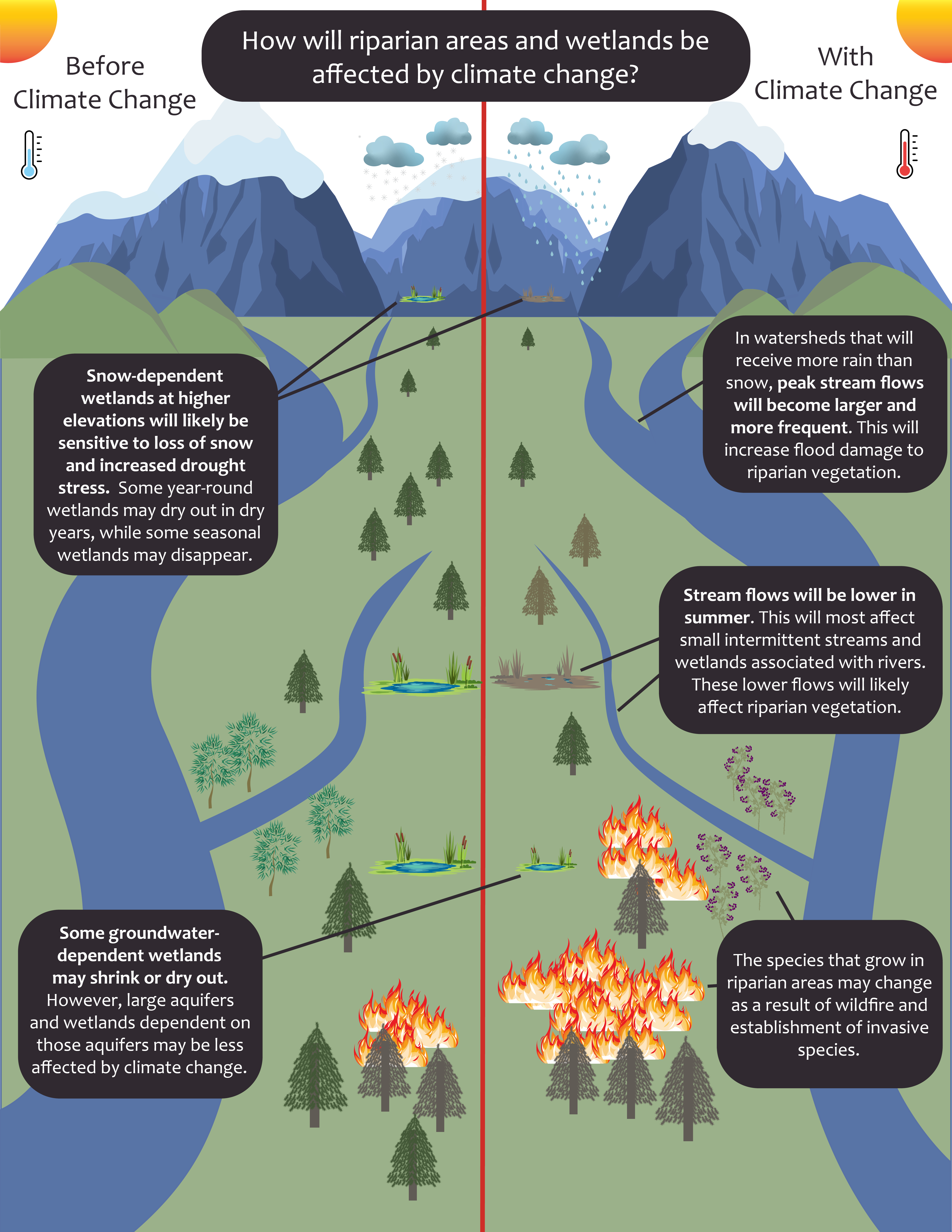 A diagram featured in the riparian areas and wetlands factsheet which outlines the changes which will be seen to riparian areas and wetland with climate change