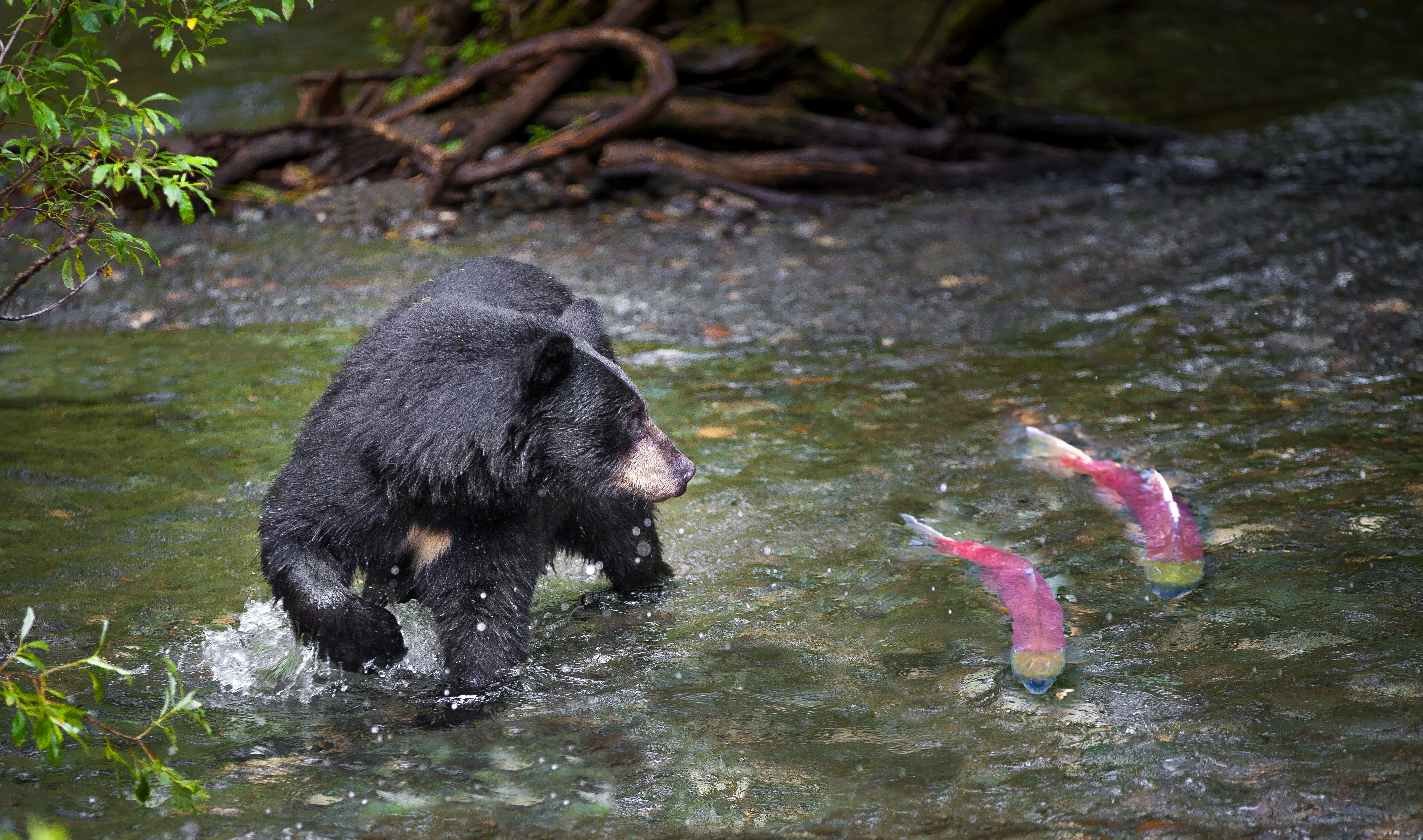 A black bear stares at two salmon moving upstream. 