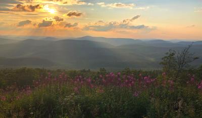 Fireweed on Spruce Knob at sunset (FR 104), Spruce Knob-Seneca Rocks National Recreation Area, Monongahela National Forest, Pendleton County, West Virginia, August 3, 2019. (USDA Forest Service photo by Roni Fein)