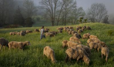 Dominique Herman leads a flock of Corriedale sheep to pasture for morning grazing on her farm in Warwick, New York.  (USDA/FPAC photo by Preston Keres)