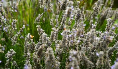 Bees buzz above lavender flowers