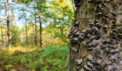 Pictured are privately owned forest stands in northern Vermont.  (USDA Forest Service photo by Korey Morgan)