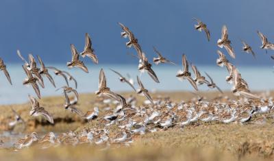 A flock of shorebirds flies to another feeding location at Hartney Bay in Cordova, AK