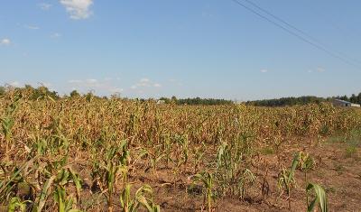 Drought stricken corn