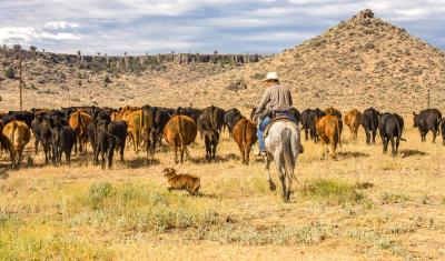A cowboy and his dog moving a herd of cattle to another pasture on a ranch near Paulina, Oregon
