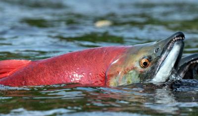 A sockeye salmon sticks his head out of water during spawning. 