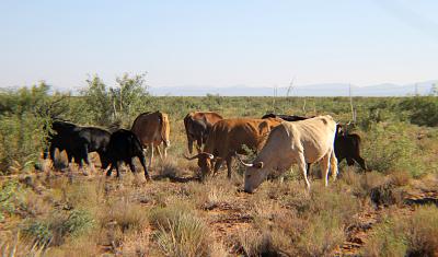 Criollo cattle grazing on rangelands in the Chihuahuan Desert