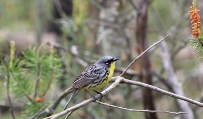 Kirtland's Warbler perched on a branch.