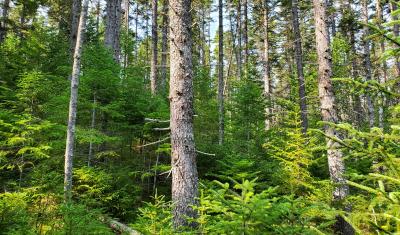 Spruce Fir Stand of Trees with understory vegetation