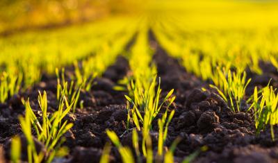 Wheat seedlings emerge from soil in a sunlit field.