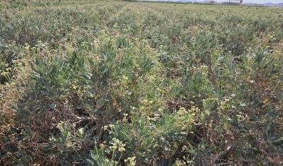 Field of green shrubs