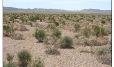 Green shrubs of medium size grow in a flat, cold-desert style landscape, with some unvegetated patches between shrubs.