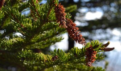 Spruce-fir