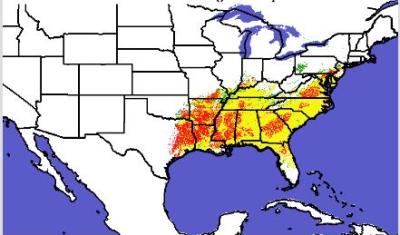 Loblolly Pine range map_screenshot from tool website