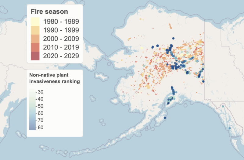 A map of Alaska showing the invasive plants and fires