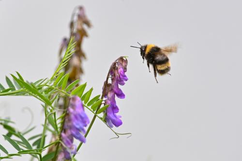 A flying bee, about to land on bird vetch