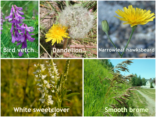 A collage of bird vetch, dandelion, narrowleaf hawksbeard, white sweetclover, and smooth brome