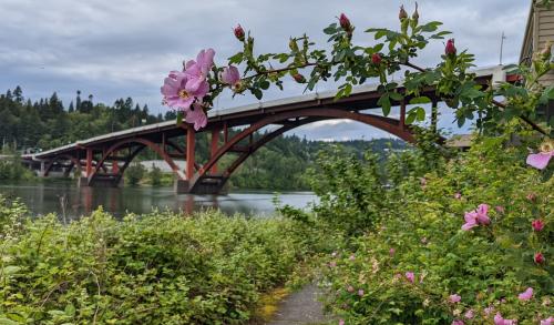 a pink rose on a vine drapes across a trail with a metal bridge in the distance over a river