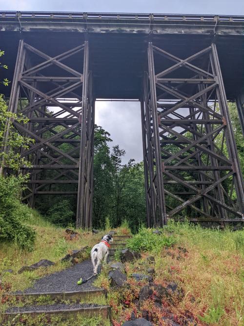 A dog stands in a hiking trail that runs under a bridge