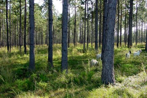 a typical silvopasture field that was developed from a slash pine plantation. Brush species invaded abundantly after the canopy was opened up and goats were used to manage the brush. Jim Robinson, USDA-NRCS