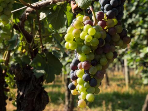 A bundle of grapes in the process of maturing.