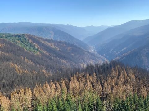 The Clackamas River valley within the Riverside Fire on Mt. Hood National Forest showing a mix of fire severity noted by the conifers with no, brown, or green needles. Photo taken on 20 September 2020, USFS.