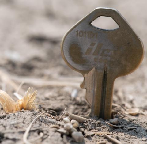 a key for measurement next to a wheat plant affected by drought
