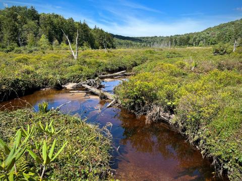 Stream running through forest