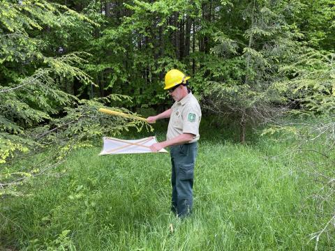 entomologist holds a beat sheet beneath an eastern hemlock branch while hitting the brach with a stick to collect biocontrol agents