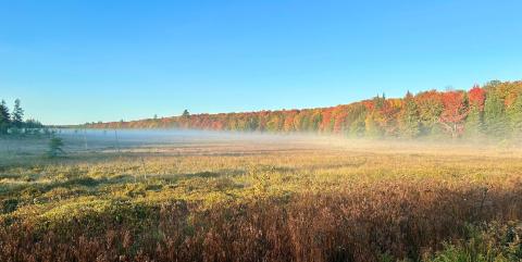 Morning Fog