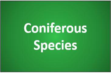 Coniferous Species box used on the USNAP webpage to link to more information