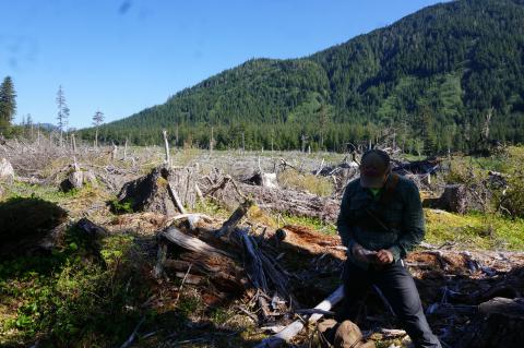 Alaska Yellow Cedar Decline