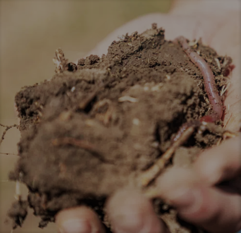 Hand holding a clump of soil with earthworms