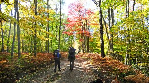 Hikers on green forested trail