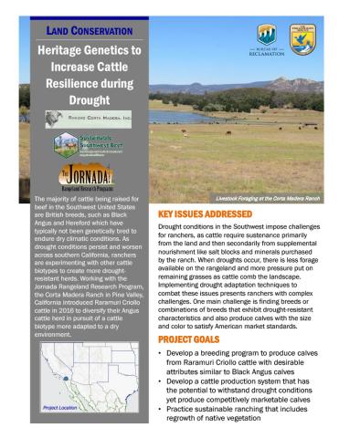 Heritage Genetics to Increase Cattle Resilience during Drought