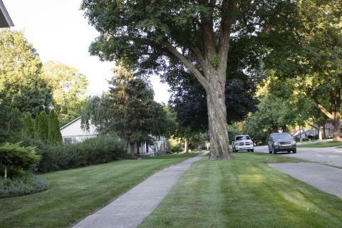 Tree near sidewalk