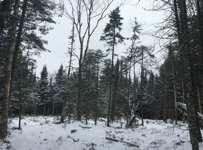 Forest in winter with snow on the ground and dark trees