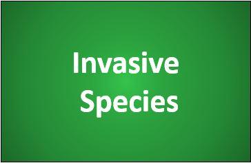 Invasive Species box used on the USNAP webpage to link to more information