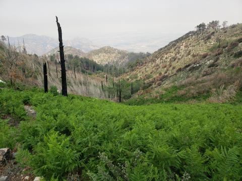 Measuring the Effects of Fire Severity on Forest Resilience in the Santa Catalina Mountains
