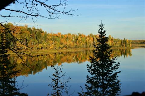 Lake view with pine tree in foreground