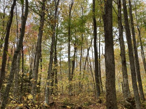 close up of a northern hardwood forest