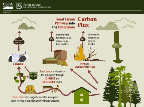 Forests take up carbon dioxide via photosynthesis. In the absence of forest management, carbon returns to the atmosphere via respiration, decomposition, or combustion. When carbon is transferred into the forest products sector, it can offset greenhouse gas emissions and/or increase carbon storage. Biomass combusted for bioenergy production can reduce reliance on fossil fuel energy. Long-lived wood products can store carbon for decades to centuries before eventual conversion to soil carbon or release as atmo