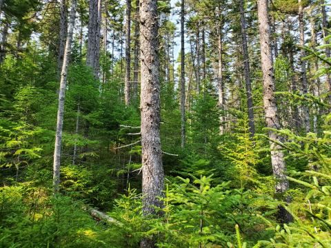A Spruce-Fir forest with understory plants.