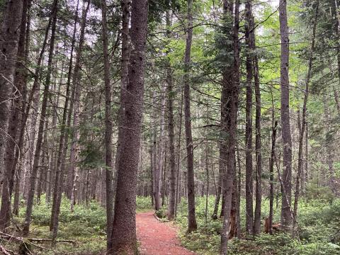 Spruce fir forest