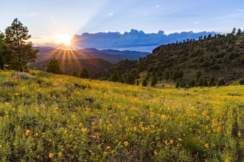 Late summer blooms in the O'Leary Peak and Sunset Crater Volcano area of Coconino National Forest, Arizona, August 23, 2017. Monsoon season brings a burst of wildflower blooms to Arizona's higher elevations around Flagstaff. Forest Service photo by Deborah Lee Soltesz.