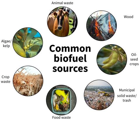Seven images of biofuel sources in the northwest (animal waste, wood, oilseed crops, municipal solid waste/trash, food waste, crop waste, algae/kelp). 